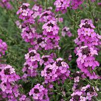 Erysimum kopen Kalmthout